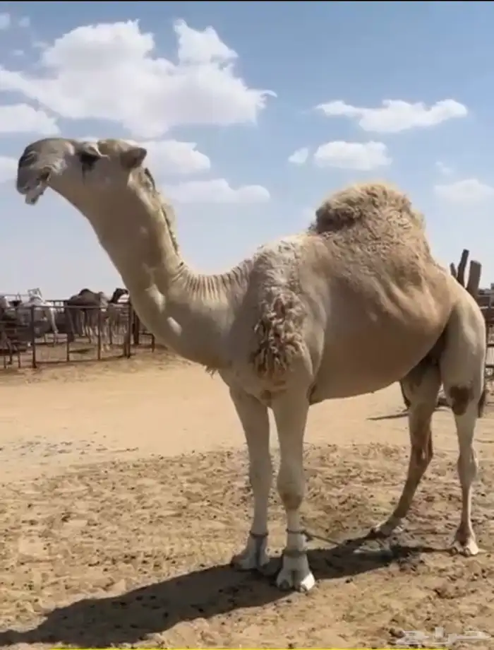 للبيع بعير رماني على ولد رمان ابو يد 0