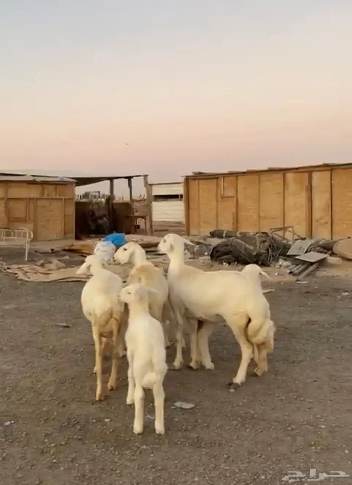 رخال حريات متابيع 4