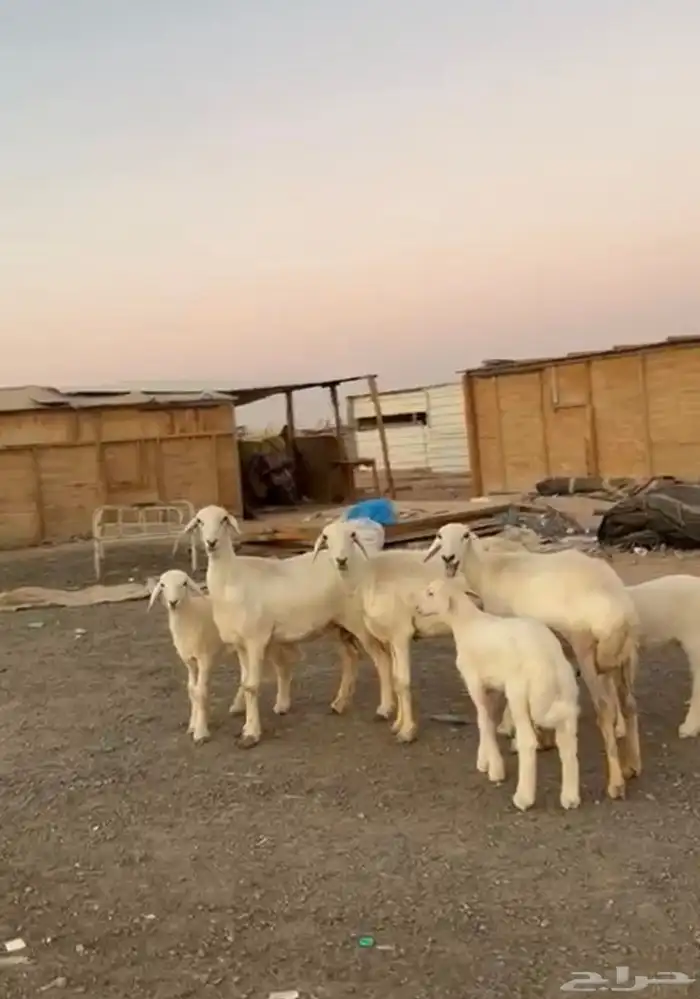 رخال حريات متابيع 0