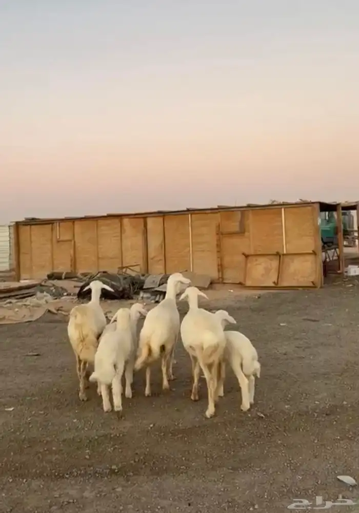 رخال حريات متابيع 2