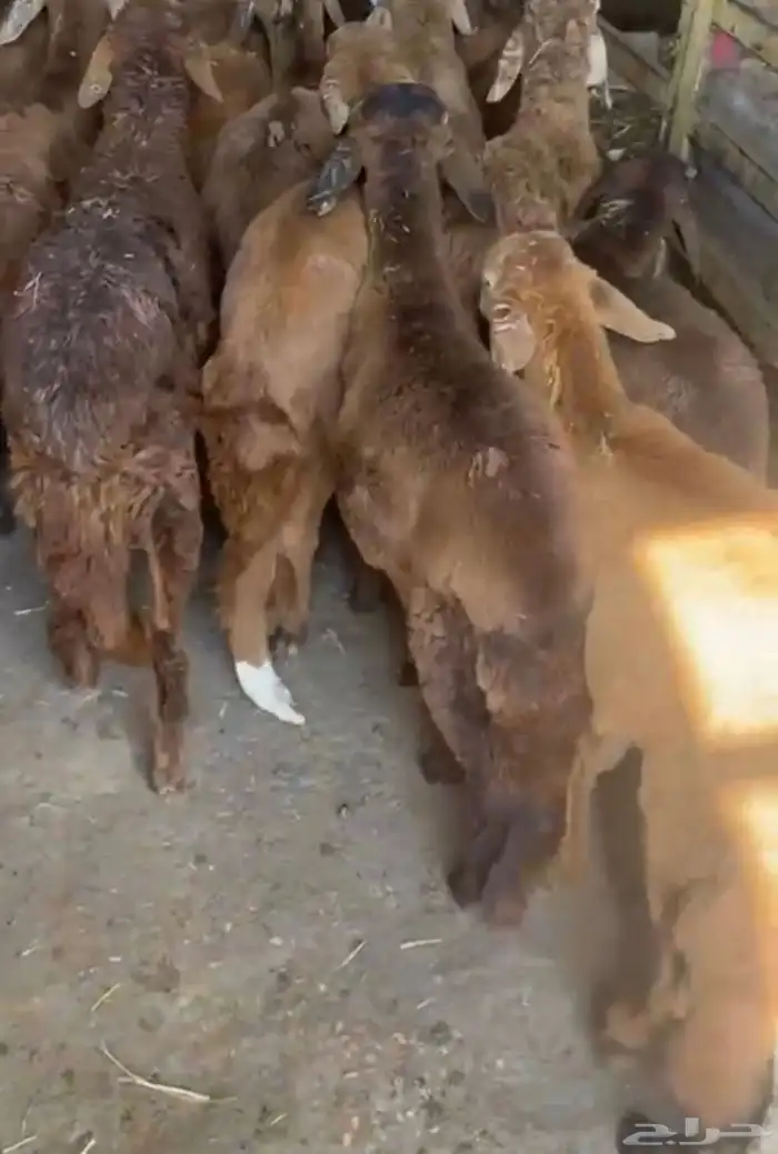 طليان سواكن غنم بر 33