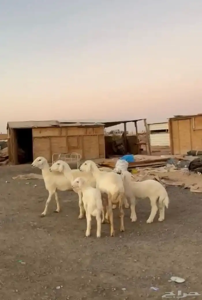 رخال حريات متابيع 1