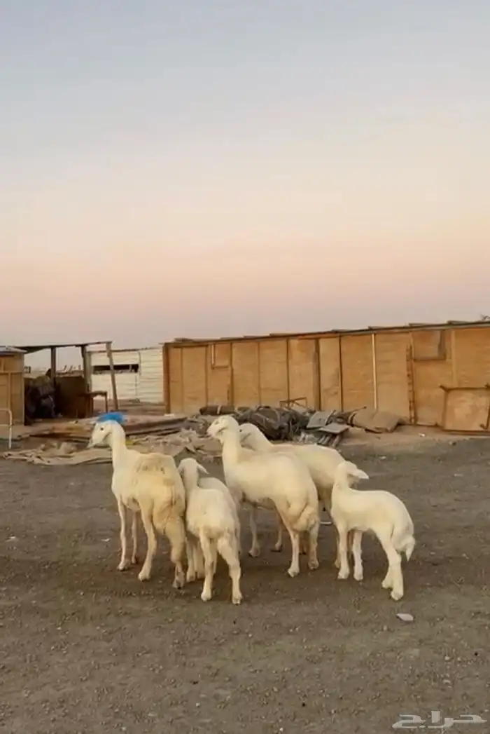 رخال حريات متابيع 3