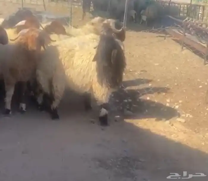 جذعان نعيم 2