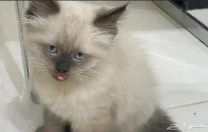 قط ذكر هملايا 0