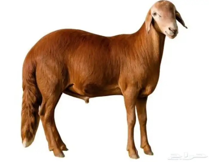 سواكني حمري 0