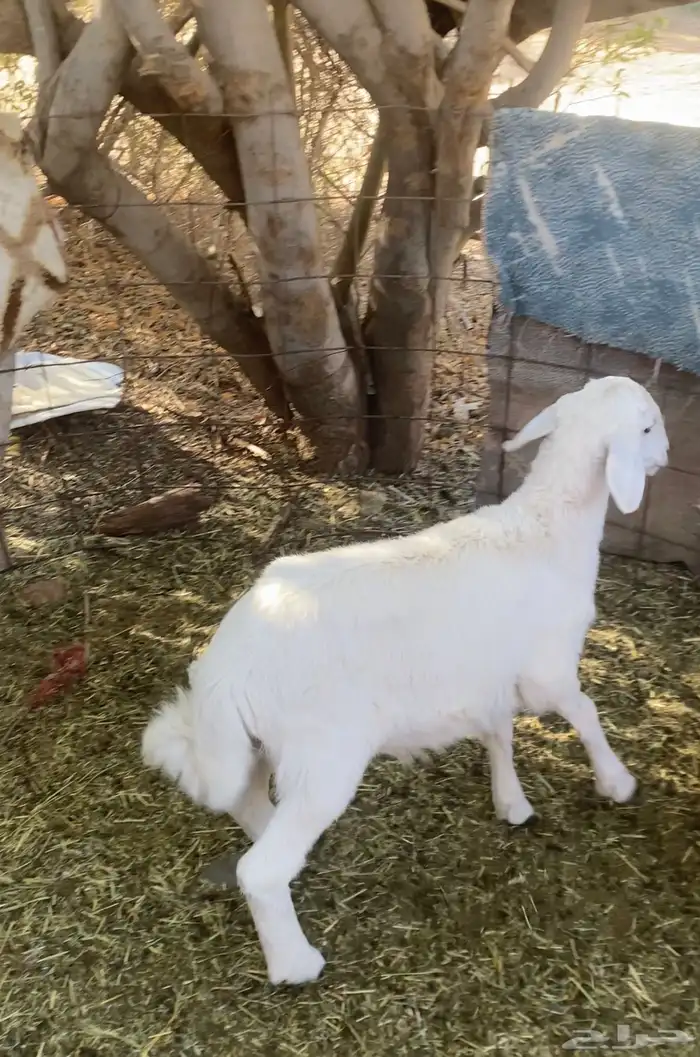 طلي للبييع 0