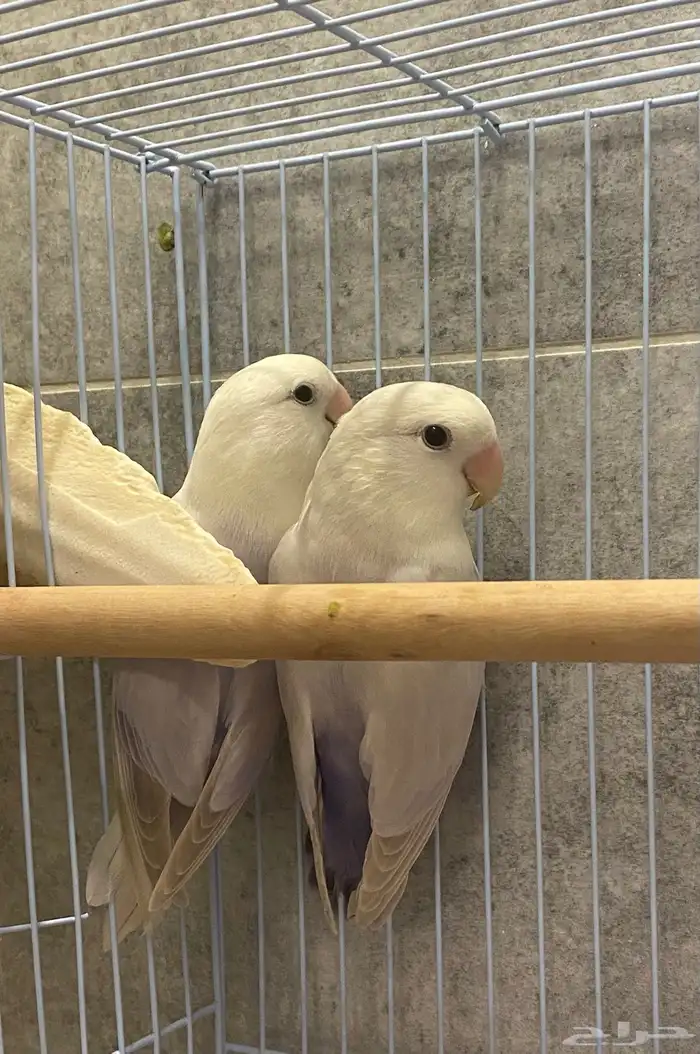 للبيع زوج روز منتج 3