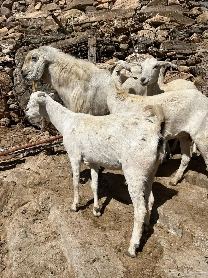 معزا للبيع 1