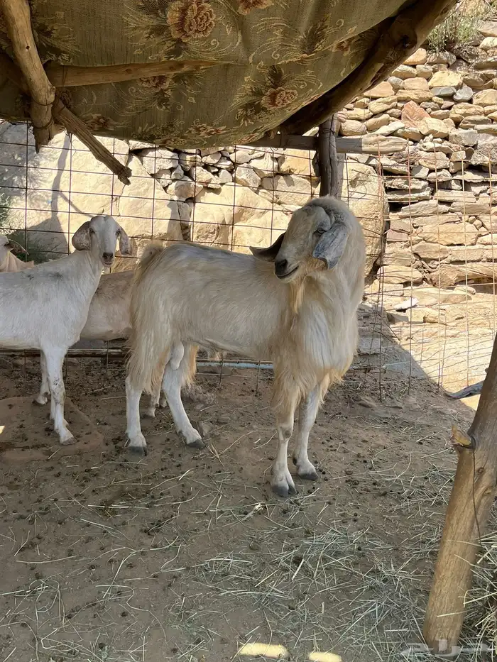 معزا للبيع 5