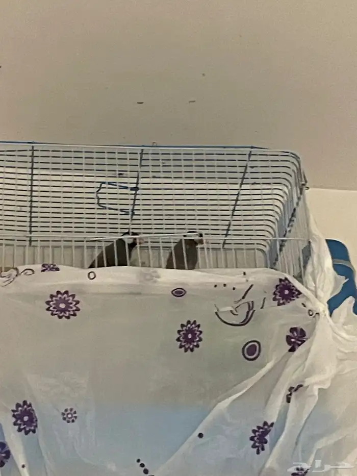 البيع. جوز روز. وذكر روز. وذكر حب وجوز. جاوه 4