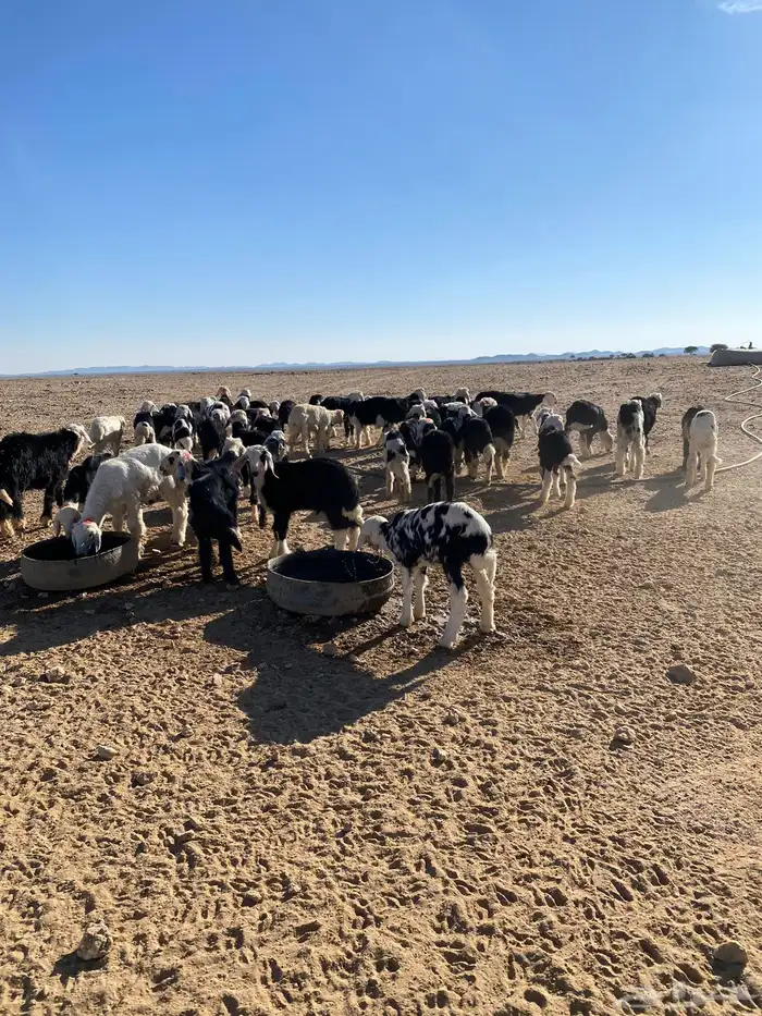 طليان نجد (( تم البيع )) 0