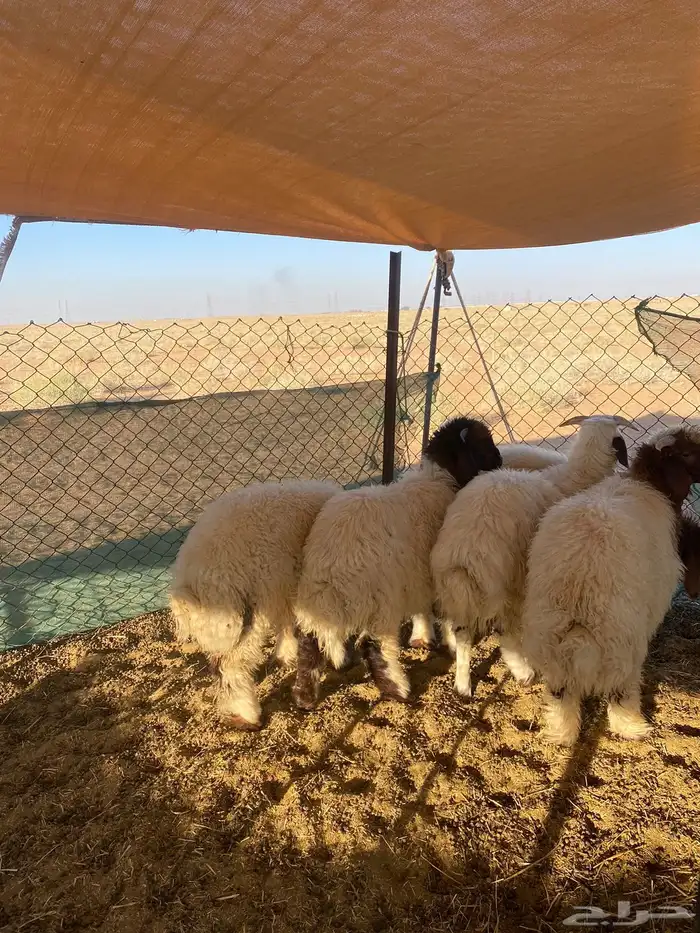 بهم نعيم تم البيع 0