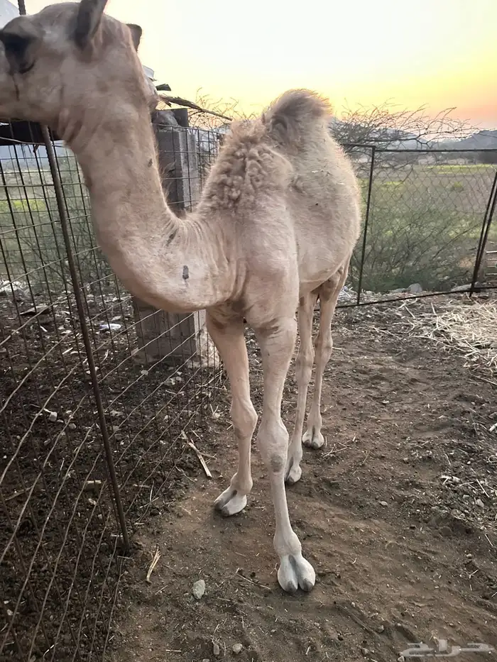 قعود لباني بلدي 1