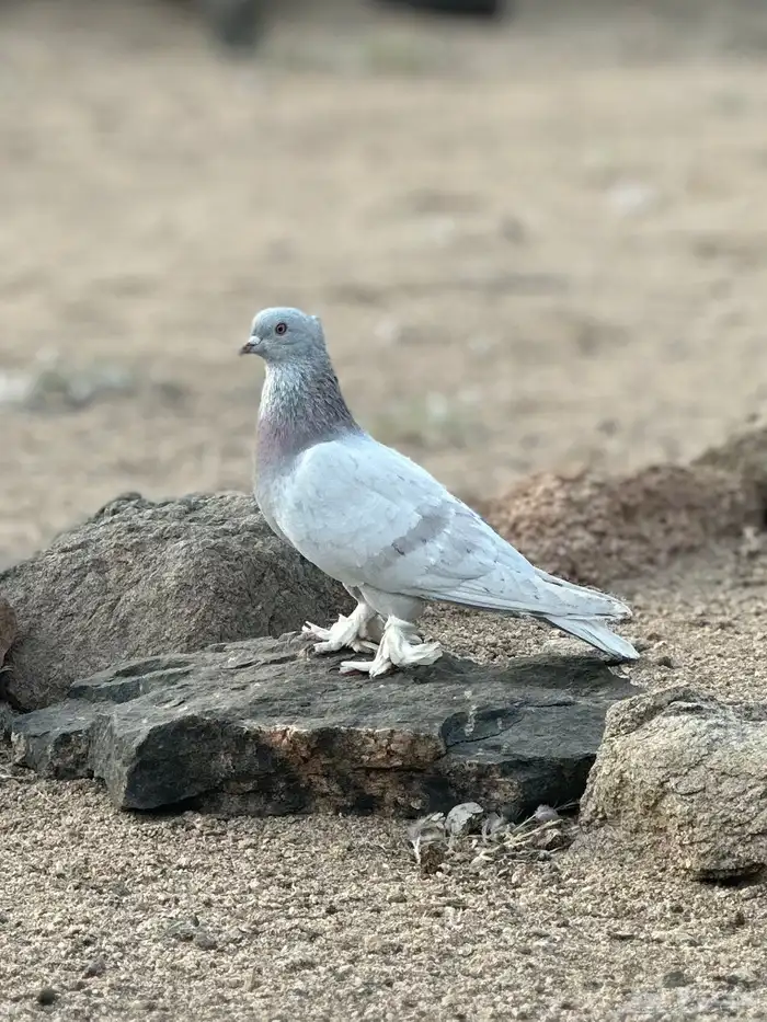 للبيع ذكر تركي حلبي معقد 0