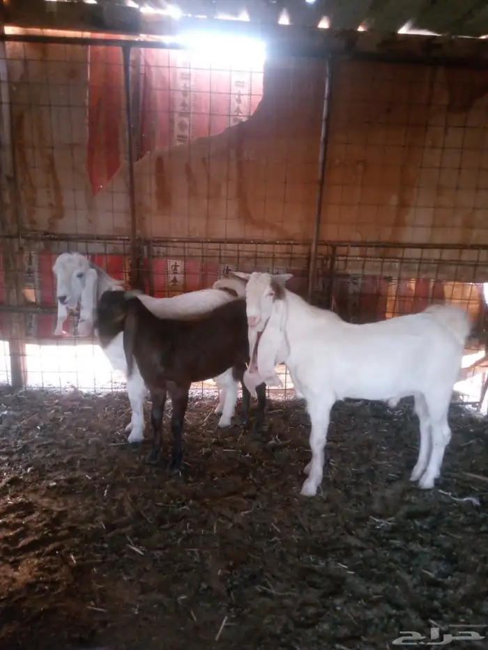 تيوس للبيع 3