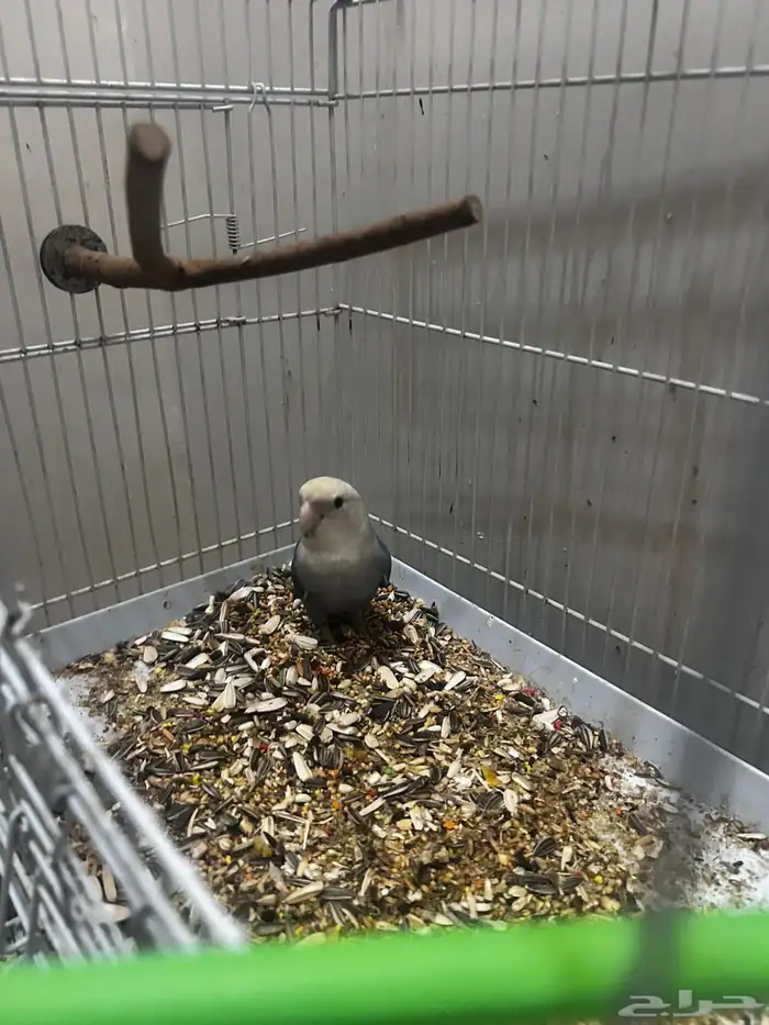 انثى روز منتجه 0