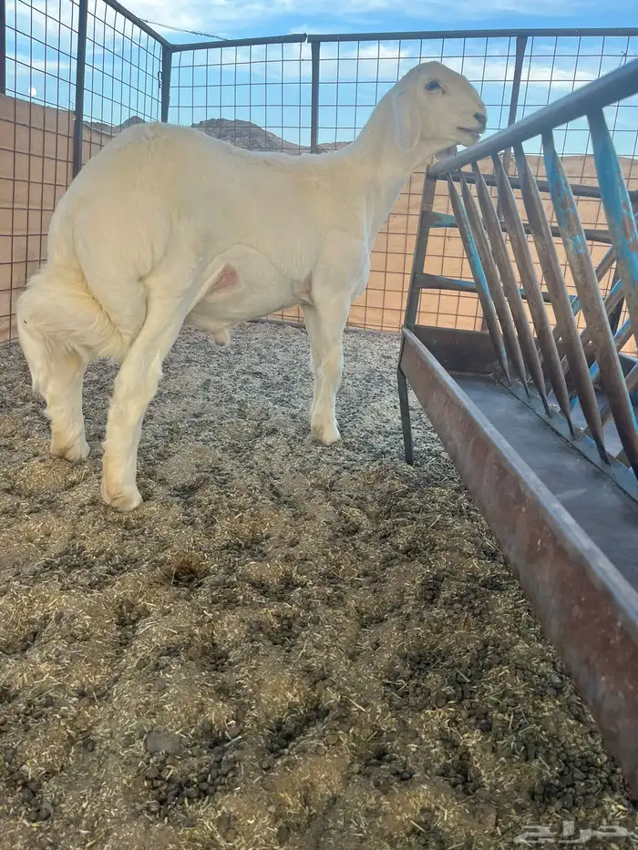 مشروع فحل صنف الصنف فاخر 2