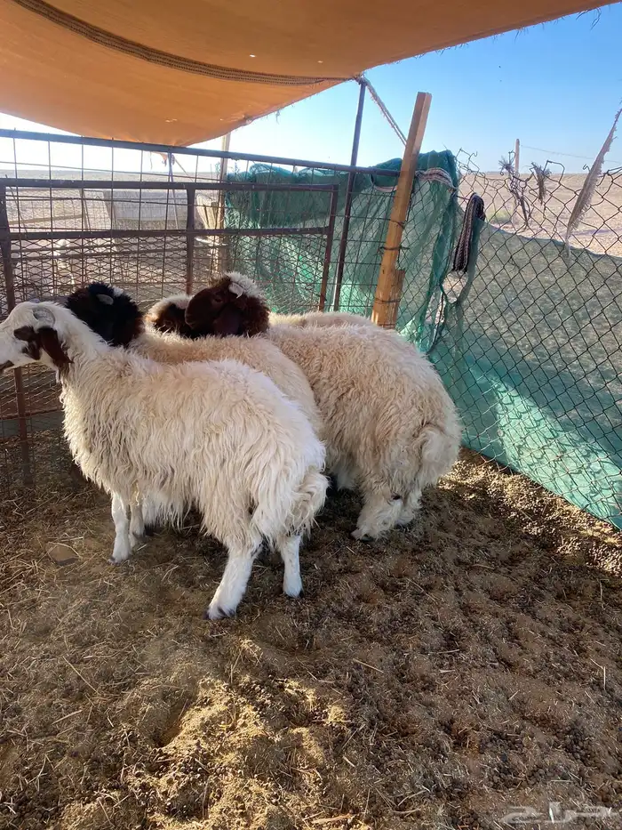 بهم نعيم تم البيع 1