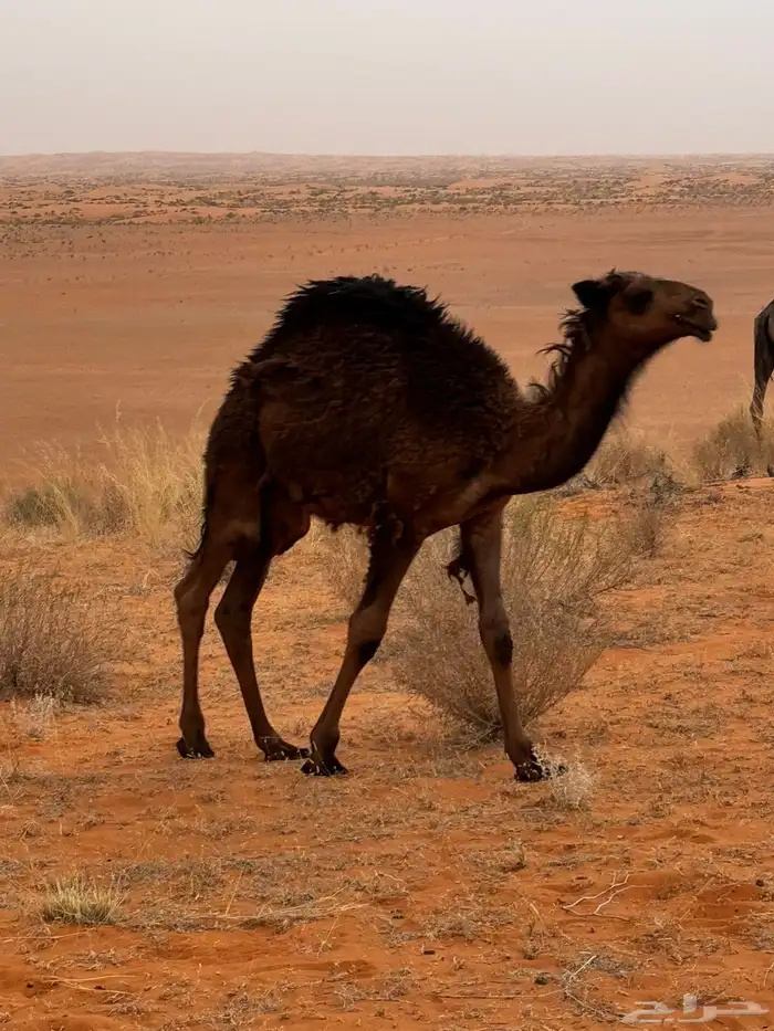 جمل اصفر للبيع 7