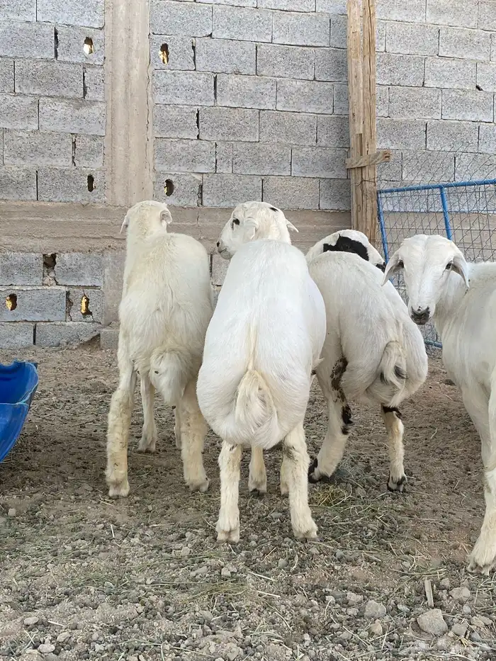 ذبائح سعر وجودة مع سلخ وتوصيل 2