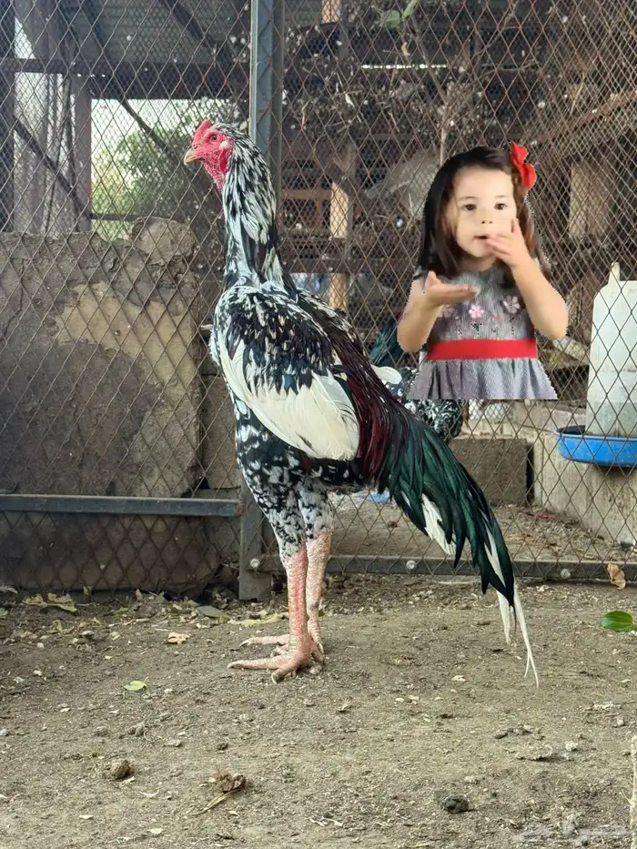 ديك سندي بيور 2