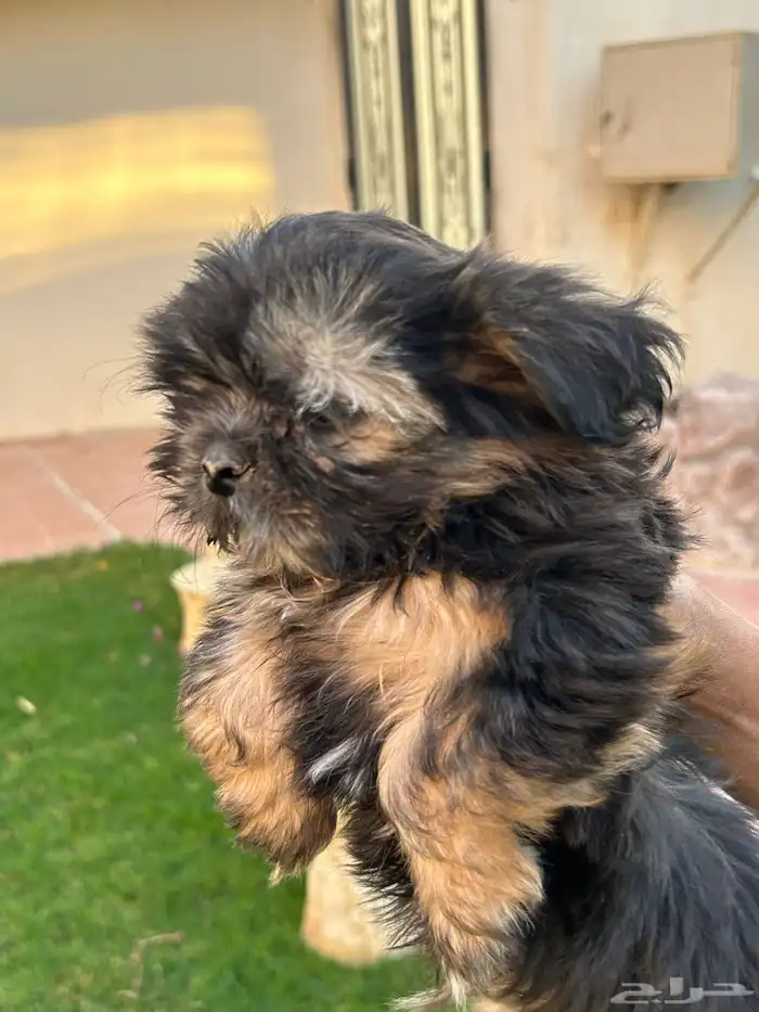 ثلاث اولاد وبنت العمر شهرين النوع شيتزو 4