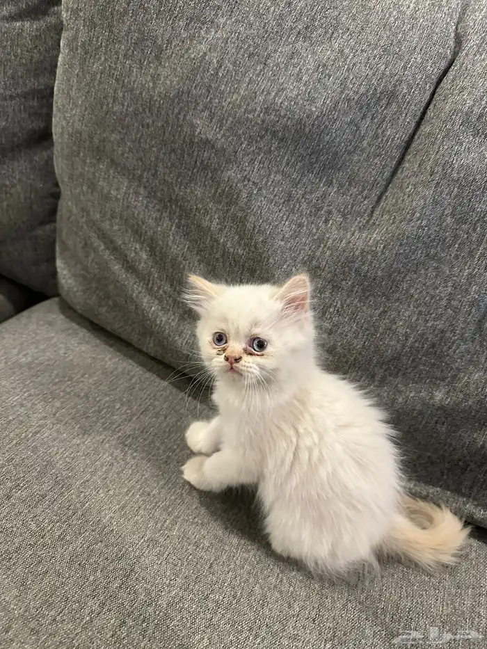 قطط لتبني 10