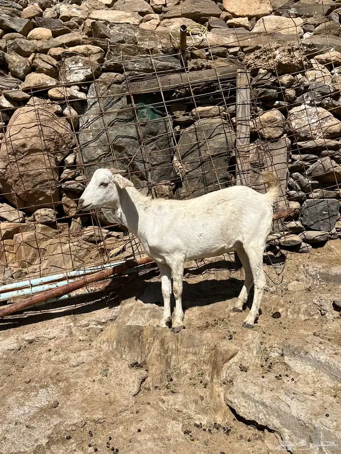 معزا للبيع 6