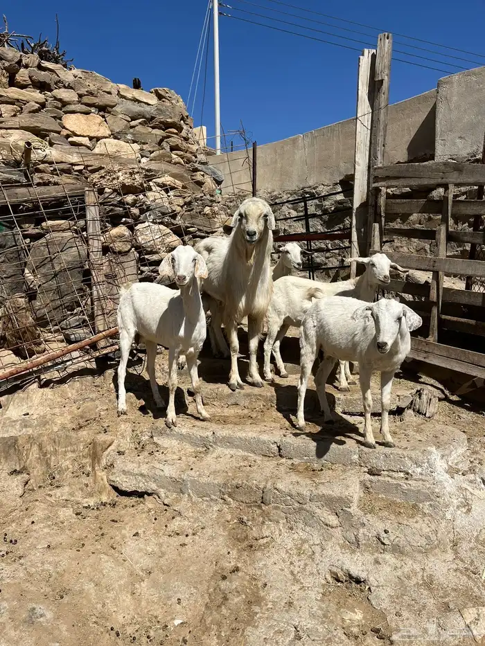 معزا للبيع 2