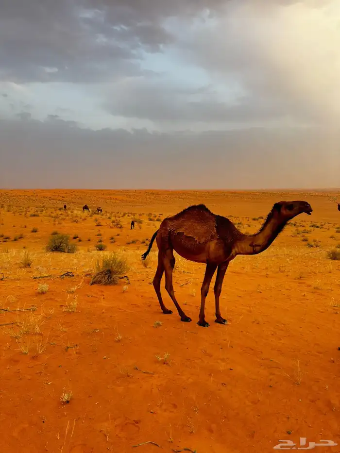 جمل اصفر للبيع 6