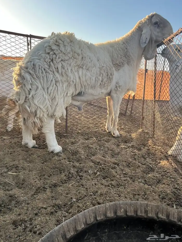 مشروع فحل صنف الصنف فاخر 3