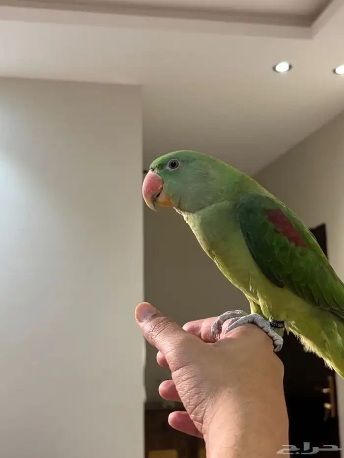 طيرة دره نيبالي العمر6 7 شهور 3