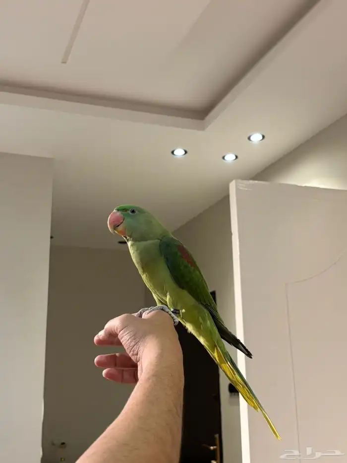 طيرة دره نيبالي العمر6 7 شهور 2