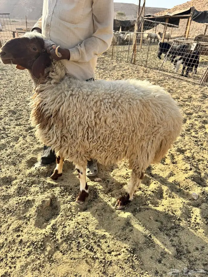 ذبايح نعيم بلدي وجبر ونضيف 2