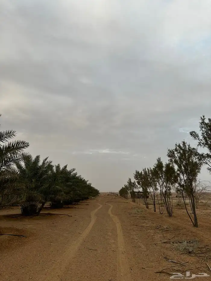مزرعه للبيع في الحماده فروثي 3