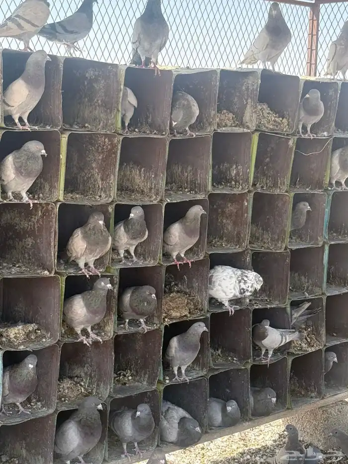حمام فرنسي سلفر حولي 120 حوز للبيع 1