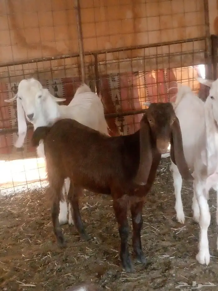 تيوس للبيع 1