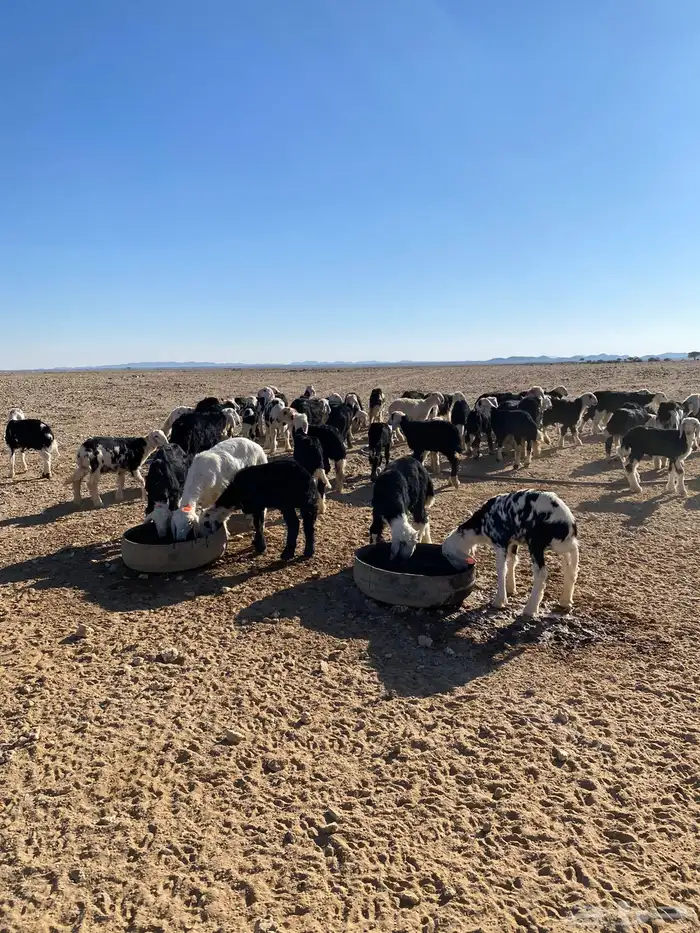 طليان نجد (( تم البيع )) 1