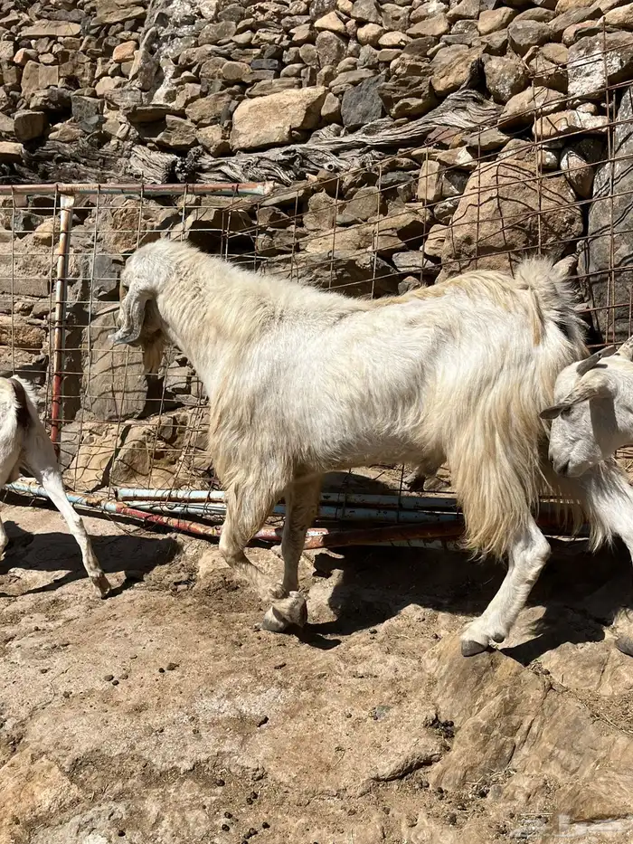 معزا للبيع 7