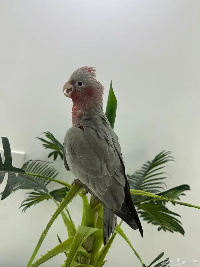 فرخ كوكاتو قالا 1