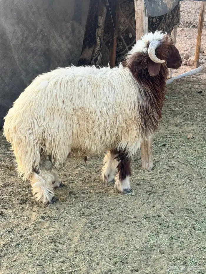 ذبايح نعيم بلدي وجبر ونضيف 0