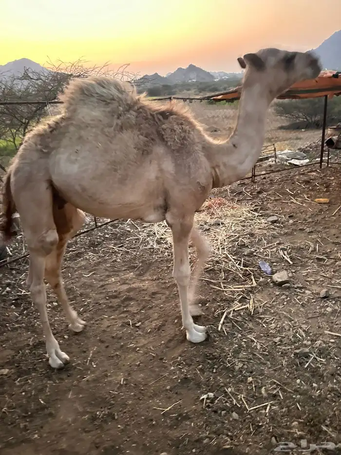 قعود لباني بلدي 3