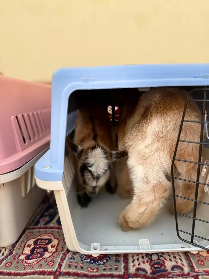 تيس قزمي للأطفال 4