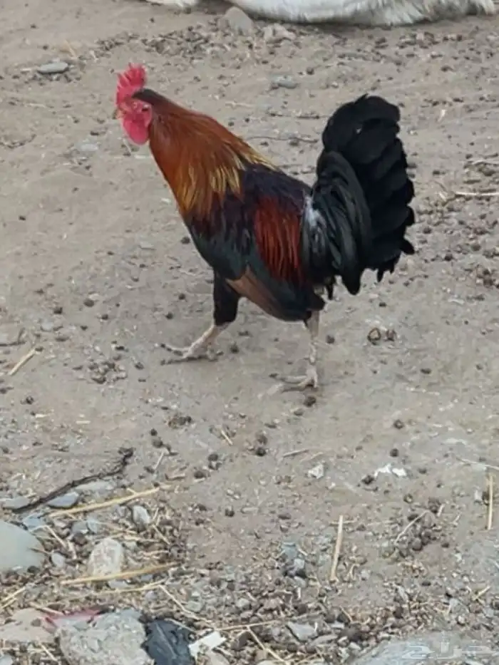 للبيع ديك عربي اصيل 0