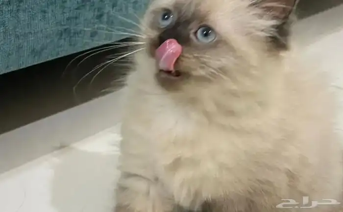 قط ذكر هملايا 1