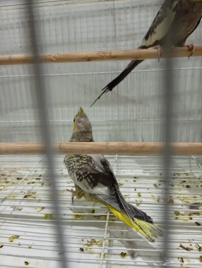 فرخ كروان فراشة 0