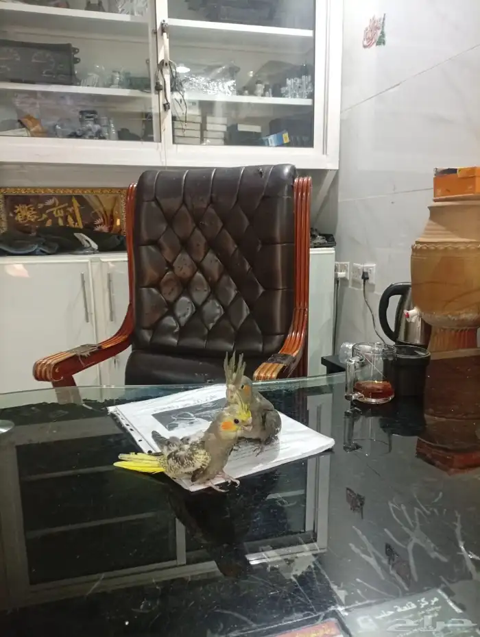 فرخ كروان فراشة 3