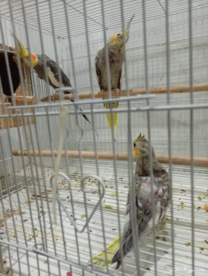 فرخ كروان فراشة 1