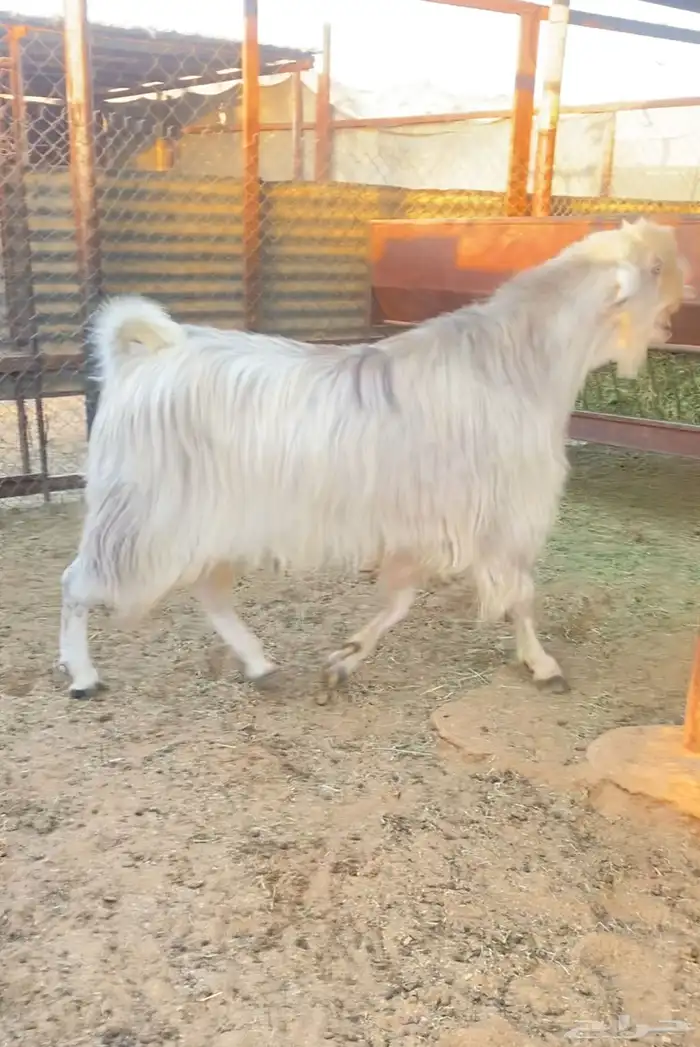 فحل أصمع منتج جرم ناهي 0